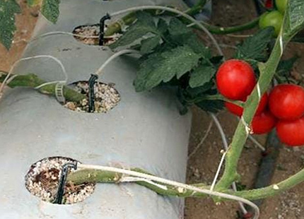 Growbag domate