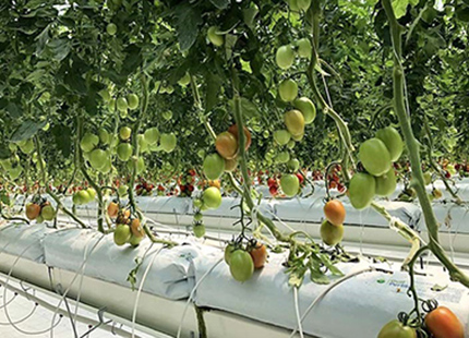 Growbagg tomato